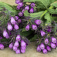 10 TRUE COMFREY Comphrey Symphytum Officinale Herb Seeds Purple Flowers