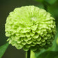 250 GREEN ENVY ZINNIA Elegans Heirloom Chartreuse Double Flower Seeds