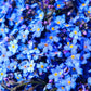 500 Blue FORGET ME NOT Myosotis Sylvatica Shade or Sun Perennial Flower Seeds