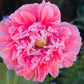 250 Bombast ROSE PEONY POPPY Papaver Peoniflorum Flower Seeds