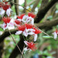 10 PINEAPPLE GUAVA Fruit Acca Guavasteen Brazilian or Fig Guava Feijoa Sellowiana Pink Red Flower Tree Shrub Seeds