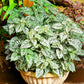 10 Dwarf WHITE POLKA DOT PLANT Splash Select Hypoestes Phyllostachya Flower Houseplant Seeds