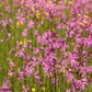 100 RAGGED ROBIN Pink Purplish Lychnis Flos Cuculi Flower Seeds