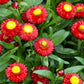 100 Red FIRE BALL STRAWFLOWER Xerochrysum Bracteatum Helichrysum Monstrosum Flower Seeds