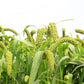 50 LIMELIGHT SPRAY MILLET Light Lime Green Flower Setaria Italica Grass Seeds