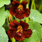 20 BLACK VELVET NASTURTIUM Tropaeolum Majus Dark Maroon Red Hummingbird Flower Seeds