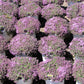 100 Walk On Me CREEPING THYME Thymus Serpyllum Herb Flower Seeds