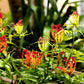 10 RED GLORIOSA LILY Flame Lily Gloriosa Superba Red & Yellow Flower Vine Seeds