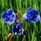 200 CALIFORNIA BLUEBELL (Wild Canterbury Bells / Desert Blue Bell) Phacelia Campanularia Flower Seeds