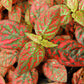 10 Dwarf RED POLKA DOT PLANT Splash Select Hypoestes Phyllostachya Flower Houseplant Seeds