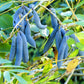 7 BLUE SAUSAGE FRUIT Edible & Ornamental Decaisnea Fargesii Tree Shrub Seeds