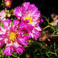 200 COSMOS SEASHELLS Cosmos Bipinnatus Sea Shells Flower Seeds