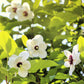 10 OYAMA MAGNOLIA TREE White Pink Flower Pink Pod Sieboldii Siebolds Shrub Seeds
