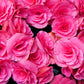 10 BRIGHT PINK DOUBLE BEGONIA Tuberosa Tuberous Begonia Shade Flower Seeds