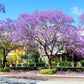 25 BLUE JACARANDA TREE ( Fern Tree / Brazilian Rose Wood / Green Ebony ) Jacaranda Mimosifolia Seeds