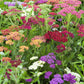 500 MIXED SUMMER YARROW Achillea Millefolium Red Pink White Gold Peach Herb Flower Seeds