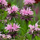 20 Dwarf PINK BEE BALM Monarda Bradburiana Eastern Beebalm Herb Flower Seeds