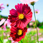 350 COSMOS SENSATION MIX Mixed Colors Cosmos Bipinnatus Flower Seeds