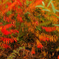 30 CHINESE SUMAC TREE Nutgall White Flowers Red Berries Rhus Chinensis Seeds