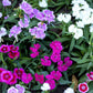 550 MAIDEN PINKS Mixed Colors Dianthus Deltoides Flower Seeds
