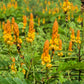 35 CANDLE BUSH Cassia Alata Senna Emperor's Candletree Empress Candlebush Candelabra Golden Ringworm Shrub Yellow Orange Flower Seeds