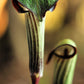 5 JACK IN THE PULPIT Arisaema Triphyllum Native Shade Flower Seeds