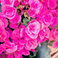 10 BRIGHT PINK DOUBLE BEGONIA Tuberosa Tuberous Begonia Shade Flower Seeds