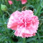 50 La France PINK CARNATION Dianthus Caryophyllus Chabaud Flower Seeds