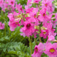 10 Cheron PINK HARDY GLOXINIA Incarvillea Delavayi Flower Seeds