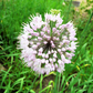 10 WHITE ALLIUM Neapolitanum Flowering or Naples Onion, Neopolitan or Daffodil Garlic Ornamental Flower Seeds