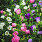 100 MIXED CANTERBURY BELLS - Crown Mix Campanula Medium Flower Seeds