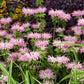 20 Dwarf PINK BEE BALM Monarda Bradburiana Eastern Beebalm Herb Flower Seeds