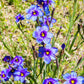 200 BLUE EYED GRASS (Western or Californian) Sisyrinchium Bellum Flower Seeds