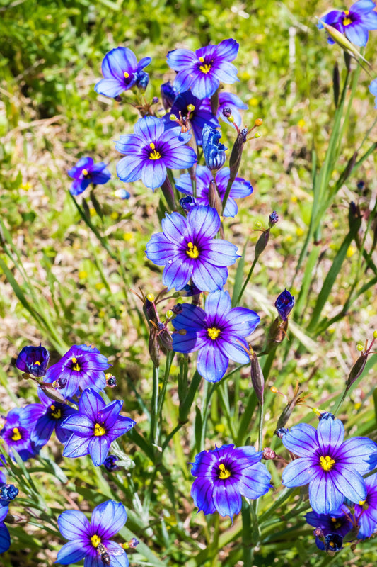 200 BLUE EYED GRASS (Western or Californian) Sisyrinchium Bellum Flower Seeds