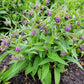 10 TRUE COMFREY Comphrey Symphytum Officinale Herb Seeds Purple Flowers