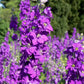 50 VIOLETTA VERBASCUM Phoeniceum Purple Mullein Nectar Flower Seeds