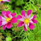 200 COSMOS SEASHELLS Cosmos Bipinnatus Sea Shells Flower Seeds