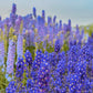 100 BLUE SPIRE LARKSPUR Delphinium Consolida Ambigua Ajacis Flower Seeds