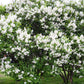 20 WHITE TREE LILAC Hummingbird Flower Fragrant Peking Syringa Pekinensis Seeds
