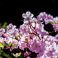 50 PINK ROYAL AZALEA Rhododendron Schlippenbachii Bush Shrub Flower Seeds