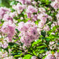 30 PINK LILAC Hungarian Lilac Tree Shrub Syringa Josikaea Fragrant Flower Seeds