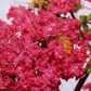 35 Dark PINK CREPE MYRTLE Lagerstroemia Indica Flowering Shrub Bush Small Tree Seeds