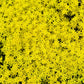 150 MIXED SEDUM Stonecrop Succulent Groundcover Red White Yellow Pink Purple Flower Seeds