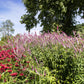 50 Pink VERONICA Longifolia / SPIKE SPEEDWELL Flower Seeds