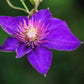 10 PURPLE ALPINE CLEMATIS Alpina Virgin's Bower Flower Vine Seeds