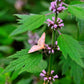 50 MOTHERWORT (Lions Tail / Heartwort) Leonurus Cardiaca Herb Flower Seeds