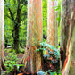 50 RAINBOW EUCALYPTUS Deglupta Gum Multicolor Bark Tree Seeds