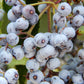 50 BLUE ELDERBERRY Sambucus Cerulea Arizona Blue Elder Tree Shrub Fruit Berry Seeds