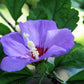25 Purple ROSE Of SHARON HIBISCUS Syriacus Flower Tree Bush Seeds