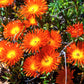 100 Gelato ORANGE ICE PLANT Mesembryanthemum Livingstone Daisy Flower Seeds